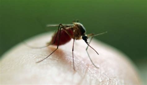 The site owner hides the web page description. 蚊の寿命：家の中・車内で何日生きる？秋から越冬することも