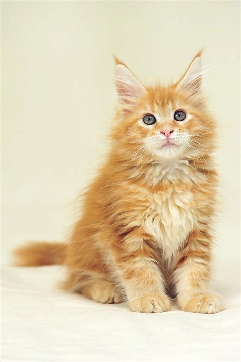 We have 1 absolutely gorgeous bombay kitten (carnaby salem) available from a litter of 8 asians. Hoard - Maine Coon Kitten for sale in San Francisco ...