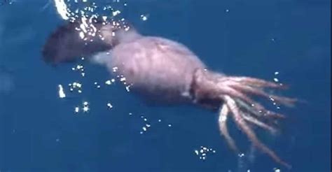 Colossal Squid Caught On Video By Russian Sailors Proves The Kraken