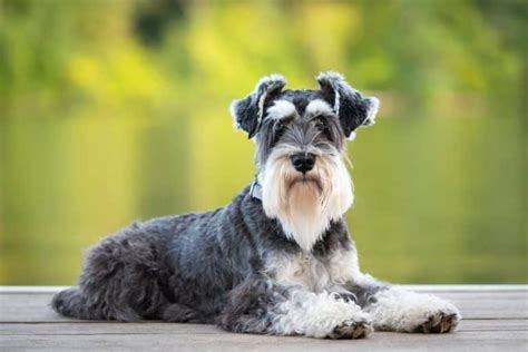 13 Best Small Dog Breeds For Families Household Guide Chattersource