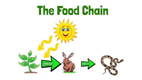 The food chain begins with producers (green plants) at the first trophic level. Food Chain Science Lesson - YouTube