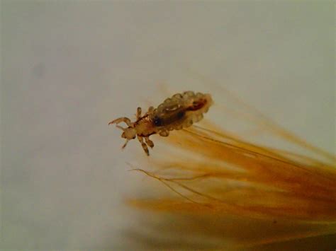 Public Health Pests Human Lice Pacific Northwest Pest Management