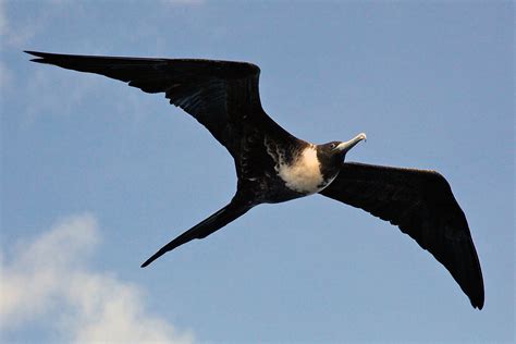 Frigatebirds Animals Of The Galapagos Pictures And