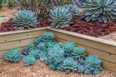 4 Simple Tips Of Growing Succulents For Beginners Amaze Vege Garden