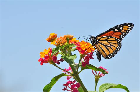 Filemonarch Butterfly Danaus Plexippus 5890526585 Wikimedia