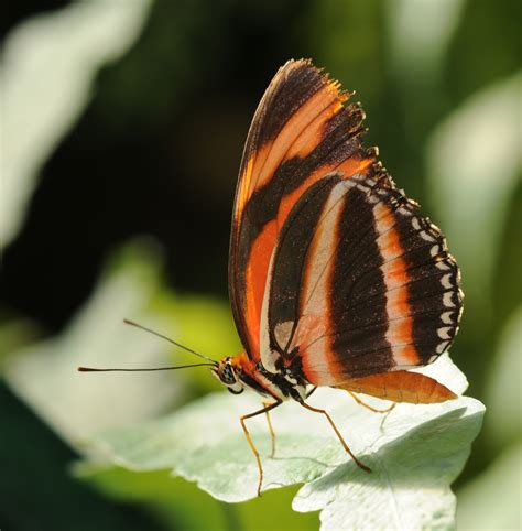 フリー画像|節足動物|昆虫|蝶/チョウ|フリー素材|画像素材なら!無料・フリー写真素材のフリーフォト