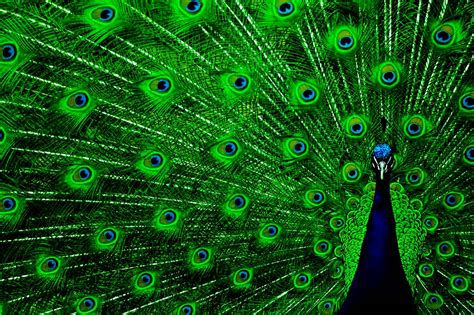 Wallpapers Of Peacock Feathers Hd Wallpaper Cave