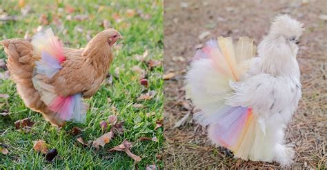 Chickens in Tutus is the Entertainment Every Farm Needs | Rare