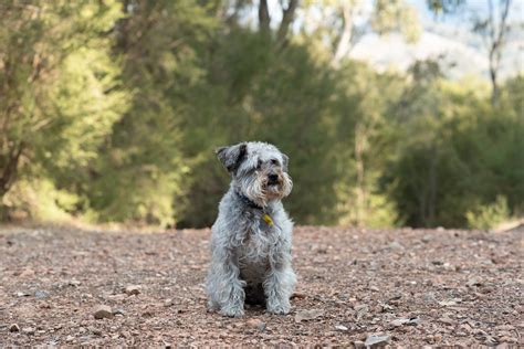 schnoodle dog breed information images characteristics health