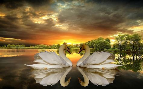 Sunset Swans Wallpapers Wallpaper Cave