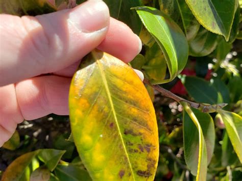 Parler Rugir Cocaïne Black Spots On Camellia Leaves Excuses Bâillement
