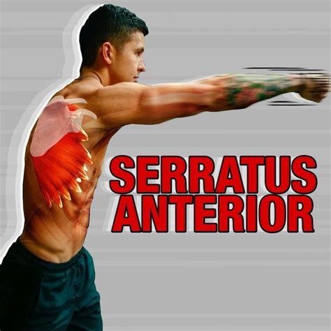 Built With Science ™ On Instagram “serratus Anterior Strengthening