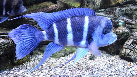 Striped Blue Fish In An Aquarium Fins Wallpaper Wallpaper Download