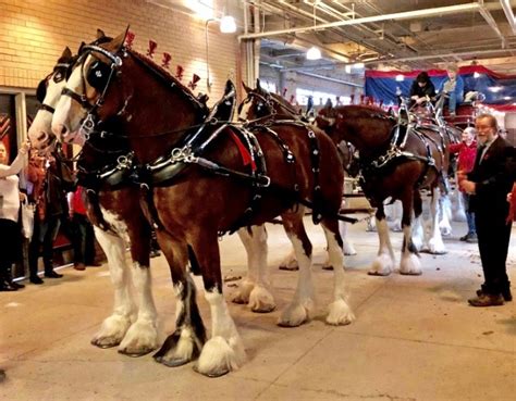 Royal Agricultural Winter Fair Cancelled Due To Covid 19