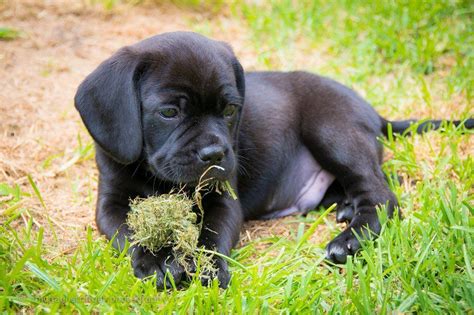 Black Puggle Puppy Looks Just Like Mine Dogs Pinterest Dog