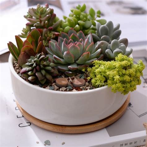 Small Circle White Ceramic Bonsaisucculents Plant Pot Flower Pot