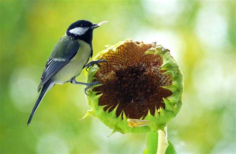 Most Birds Say We Love Sunflower Seeds 16 Acres Garden Center