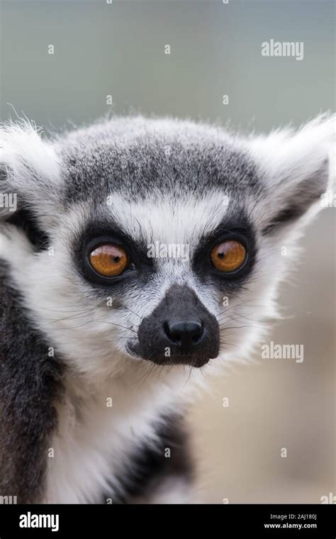 Cross Eyed Face Funny Animal Meme Image Of Lemur Looking Cross Eyed