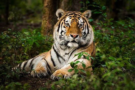 Great Info Are The Tigers Of Sundarbans Stronger Than Any Other
