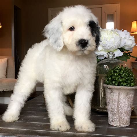 Micro Sheepadoodle Puppy Feathers And Fleece Sheepadoodle Puppy
