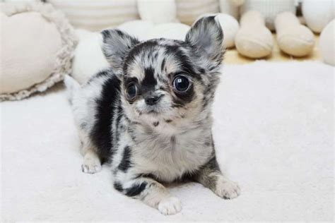 Merle Chihuahua Are They Real Chihuahuas What You Need To Know