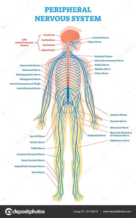 Ilustraci N De Sistema Nervioso Perif Rico Diagrama De La Ilustraci N