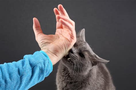 Why Does Your Cat Grab Your Hand And Then Bite You Flipboard