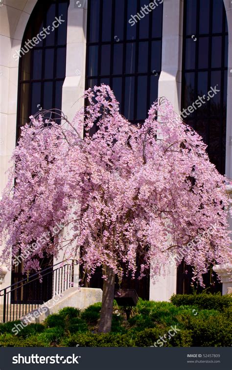 Weeping willow is an ornamental tree (salix babylonica and related hybrids). Pink Weeping Cherry Willow Tree By Church Stock Photo ...