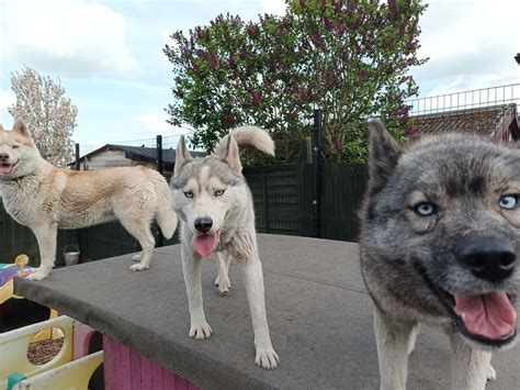 Meet The Sled Dogs Our Pack Northernwolf Sled Dog Information Site