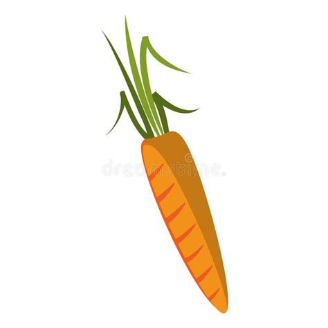 Carrot Fresh Vegetable Food Stock Vector Illustration Of Freshness