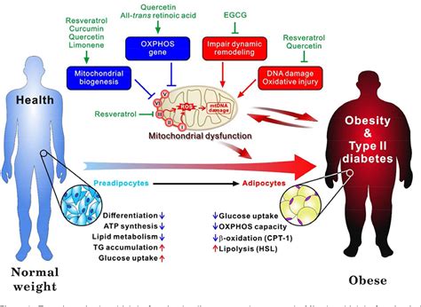 Chemoprevention Of Obesity By Dietary Natural Compounds Targeting