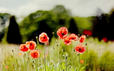 Poppies Wallpapers Wallpaper Cave