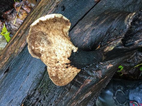 Polyporus Squamosus By Richard Jacob Western Pennsylvania Mushroom Club