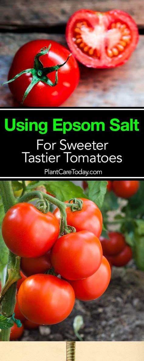 How To Use Epsom Salt For Sweeter Tastier Tomatoes Epson