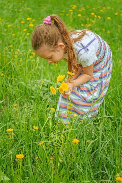 Little Girl Picking Flowers Stock Photo Image Of Collect Dandelion
