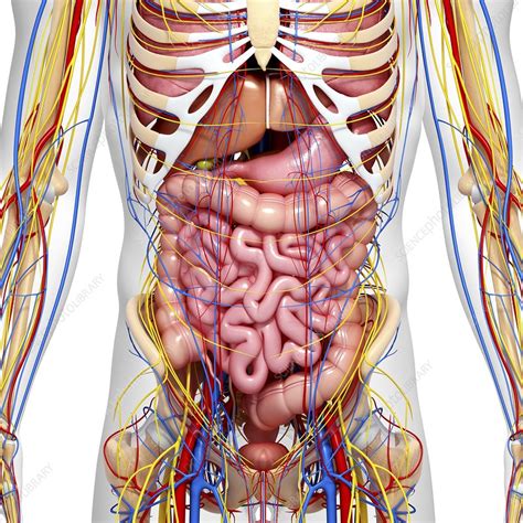 But with the use of smart technology, you can learn faster and master abdomen anatomy in no time! Abdominal anatomy, artwork - Stock Image - F006/0588 ...