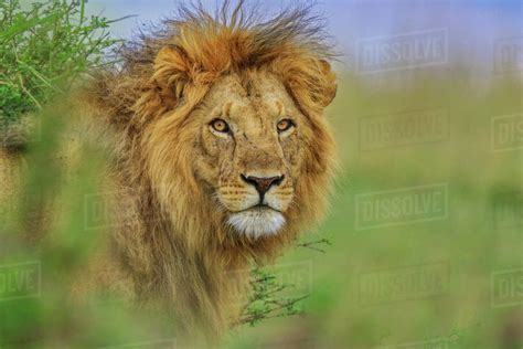 African Lion Panthera Leo Male Masai Mara Kenya Africa September