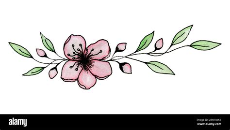 Ink And Pencil Drawing Of Sakura Or Cherry Blossom Flower Isolated On