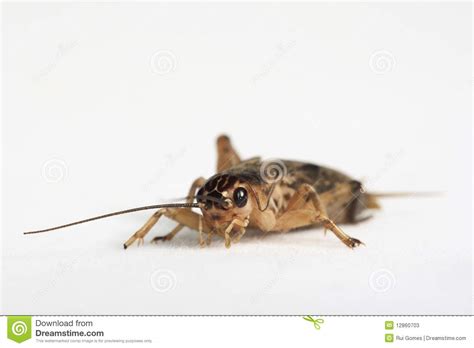 We did not find results for: Brown cricket stock image. Image of grasshopper, close ...