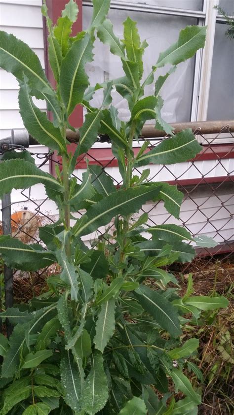 Wild Lettuce Rwhatsthisplant