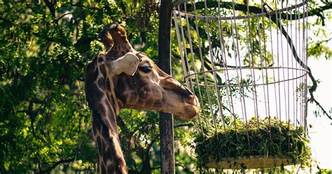 Voller stolz sind wir namensgeber der heimspieltätte des bvb und partner von borussia dortmund. Zoo Dortmund - erlebe Erdmännchen, Pinguine und Robben im ...