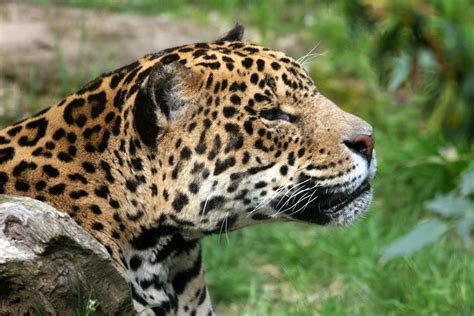 Endangered Wild Cats Of The Rainforest Owlcation