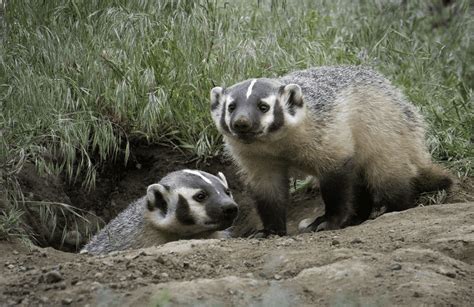 The American Badgers Digging Behavior Everything You Want To Know