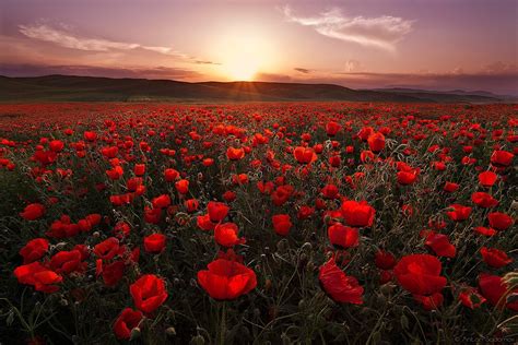 Sunset Over A Poppy Field Pics