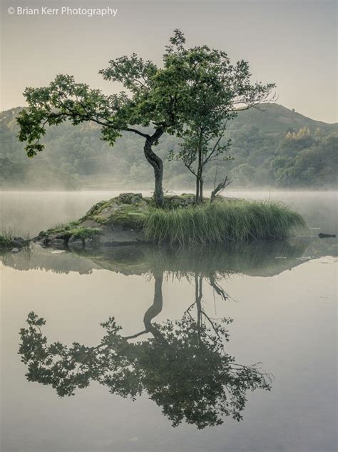 The Tree At Rydal Water Nature Nature Photography Pictures