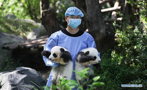 12 Giant Panda Cubs Meet Public In Chengdu Sw Chinas Sichuan 7