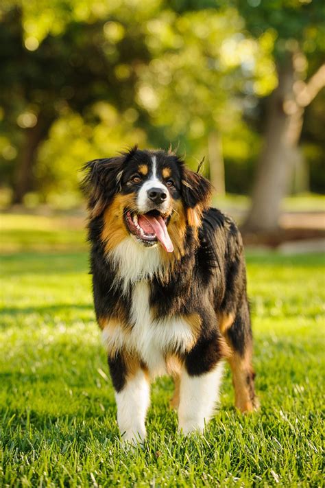 Largest Most Lovable Dog Breeds Funny In The World