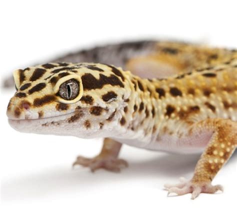 A Beginners Guide To Owningcaring For A Leopard Gecko Pethelpful