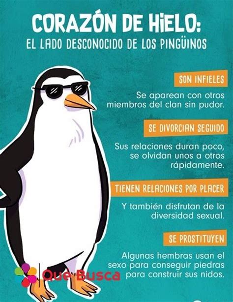 Datos Curiosos Sobre Pinguinos Penguins
