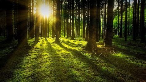 10 Medidas Para Proteger Los Bosques Recomendaciones Ideas Verdes